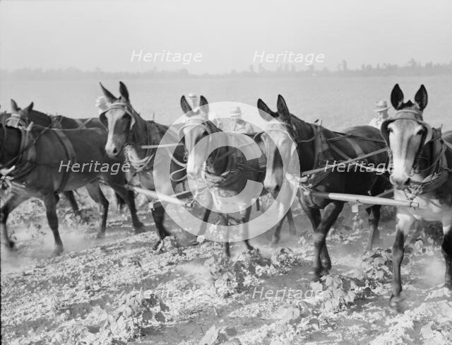 Cultivating cotton cooperatively at Lake Dick, Arkansas, 1938. Creator: Dorothea Lange.