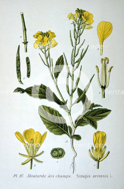 Wild mustard, 1893. Artist: Unknown