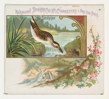 Little Sandpiper, from the Game Birds series (N40) for Allen & Ginter Cigarettes, 1888-90. Creator: Allen & Ginter.