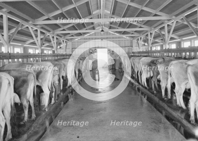 Dairy farm and herd, FSA Mineral King Cooperative Association, Tulare County, California, 1939. Creator: Dorothea Lange.