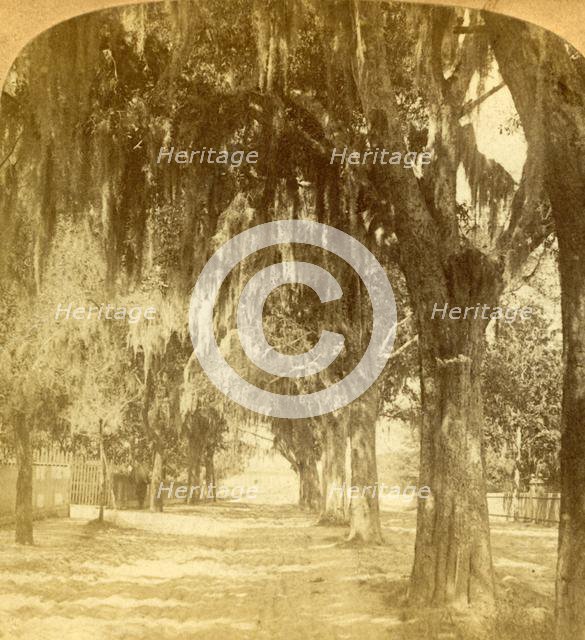 'Entrance to St. Augustine, Florida, U.S.A.', 1901. Creator: J F Jarvis.