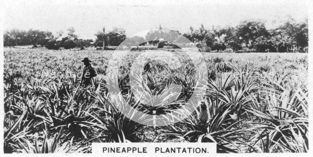 Pineapple plantation, Australia, 1928. Artist: Unknown