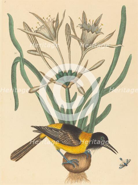 The Yellow and Black Pye (Oriolus Icterus), published 1731-1743. Creator: Mark Catesby.
