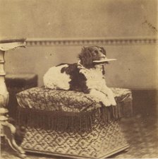 Sitting Dog with a Bundle in its Mouth, late 19th century. Creator: Unknown.