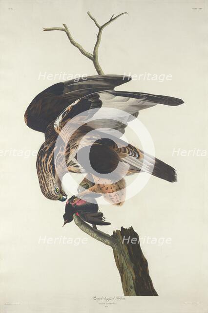 Rough-legged Falcon, 1833. Creator: Robert Havell.