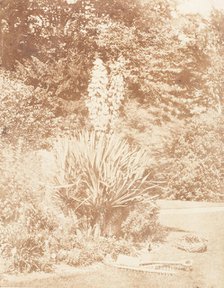 Yucca Gloriosa, 1853-56. Creator: John Dillwyn Llewelyn.