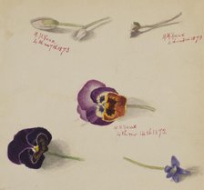 (Untitled--Flower Study), 1873. Creator: Mary Vaux Walcott.