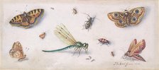 Insects, Butterflies, and a Dragonfly, 17th century. Creator: Jan van Kessel.