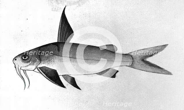 Fish, 1777-1783. Creator: Bhawani Das.