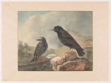 Two starlings, 1765-1873. Creator: Cornelis van Hardenbergh.