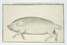 Bathyergus suillus (Cape dune mole-rat), 1777. Creator: Robert Jacob Gordon.