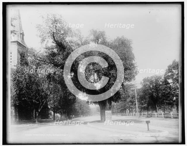 Washington Elm, Cambridge, c1899. Creator: Unknown.
