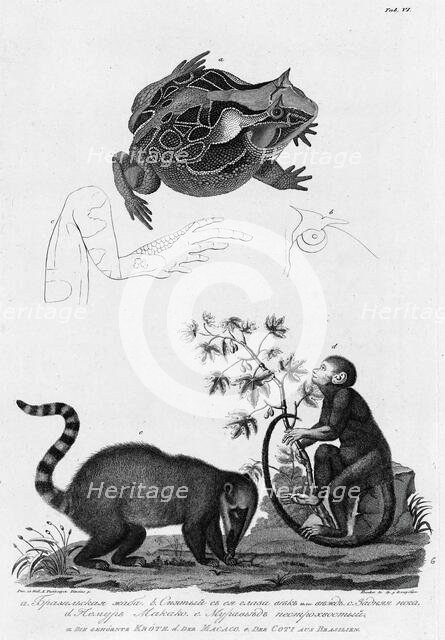A/ Brazil Frog; B/ Its Eyes; C/ Hind Leg; D/ Makako Lemur; E/Anteater with Motley Tail, 1813. Creator: Unknown.