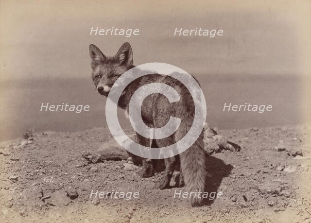 [Fox], 1886. Creator: Ottomar Anschütz.