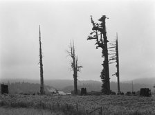 Redwood trees and stumps on redwood highway, Scotia, Humboldt County, California, 1939. Creator: Dorothea Lange.
