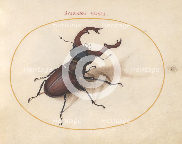 Plate 5: Stag Beetle, c. 1575/1580. Creator: Joris Hoefnagel.