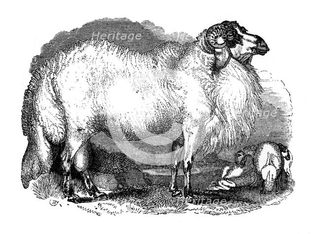 Fat-tailed sheep of Syria, 1848. Artist: Unknown