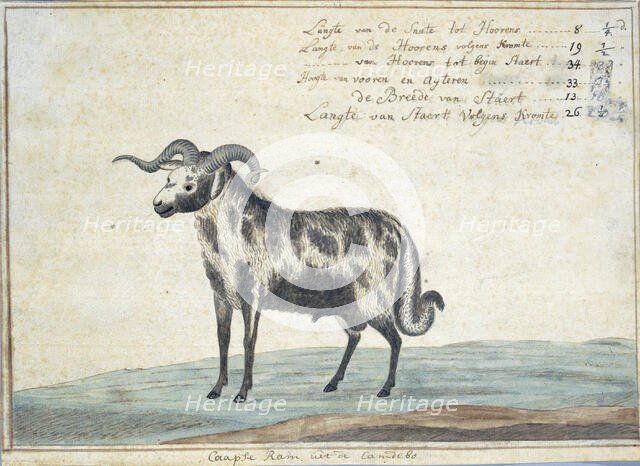 Cape ram, 1778. Creator: Robert Jacob Gordon.