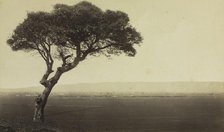 Untitled (Landscape near Watsonville, California), c. 1879. Creator: Eadweard J. Muybridge (American, 1830-1904).