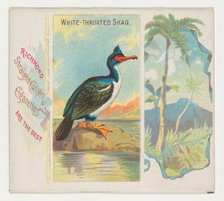 White-Throated Shag, from Birds of the Tropics series (N38) for Allen & Ginter Cigarettes,..., 1889. Creator: Allen & Ginter.