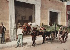 Un Mulo de la Habana, c1900. Creator: William H. Jackson.