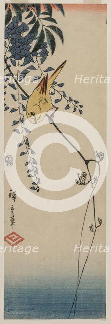Canary and Wisteria, mid-1840s. Creator: Ando Hiroshige (Japanese, 1797-1858).