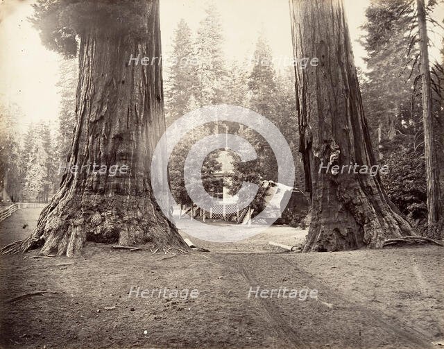 The Sentinels, 315 feet, Yosemite, ca. 1872, printed ca. 1876. Creator: Carleton Emmons Watkins.
