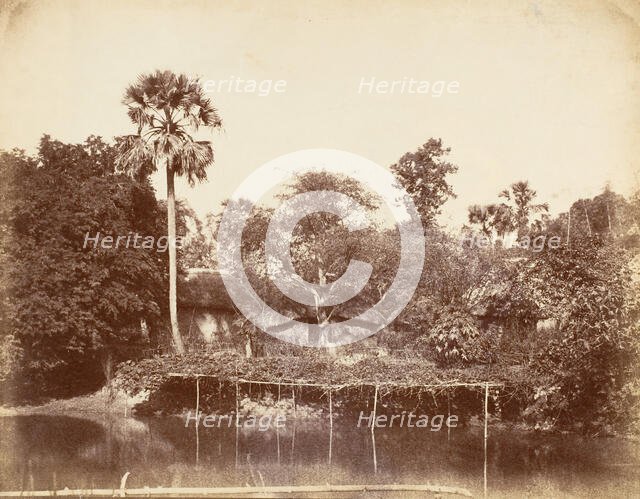 View in the Jungle, Bengal, 1850s. Creator: Captain R. B. Hill.