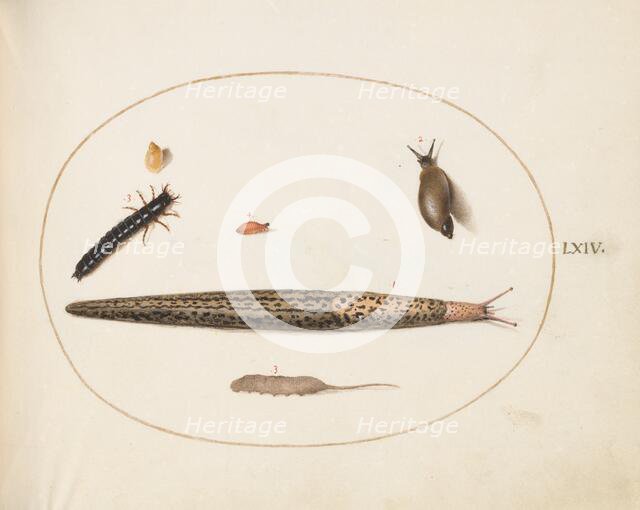 Animalia Qvadrvpedia et Reptilia (Terra): Plate LXIV, c. 1575/1580. Creator: Joris Hoefnagel.