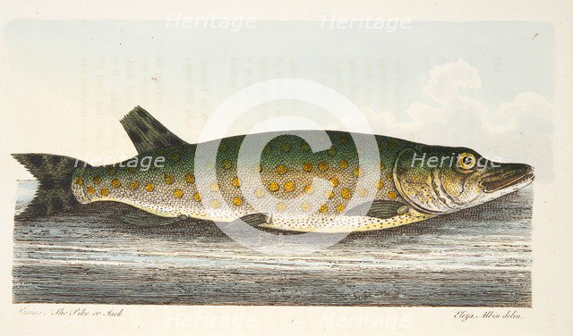 The Pike, from A Treatise on Fish and Fish-ponds, pub. 1832 (hand coloured engraving)
