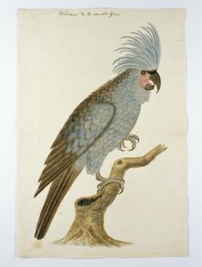 Palm cockatoo, in or after c.1780. Creators: Robert Jacob Gordon, Johannes Schumacher.