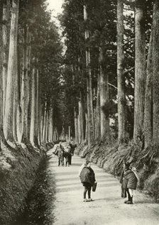 'The Cryptomerias at Nikko', 1910. Creator: Herbert Ponting.