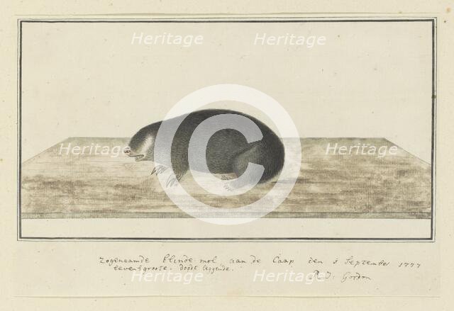 Chrysochloris asiatica (Cape golden mole), 1777. Creator: Robert Jacob Gordon.