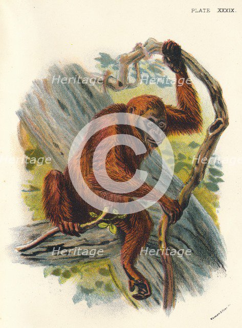 'The Orang-Utan', 1897. Artist: Henry Ogg Forbes.