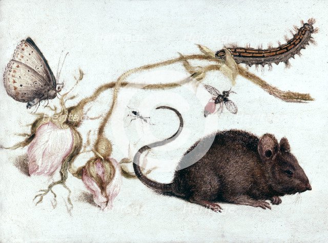 'Mouse, Flower and Insect', 16th century.  Artist: Joris Hoefnagel