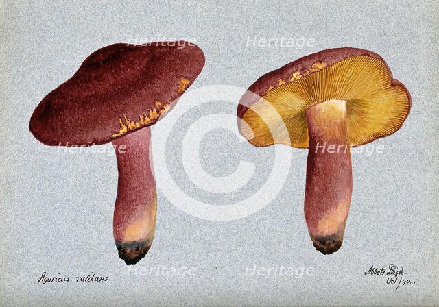 Plums and custard fungus (Tricholomopsis rutilans): two fruiting bodies, 1892. Creator: Unknown.