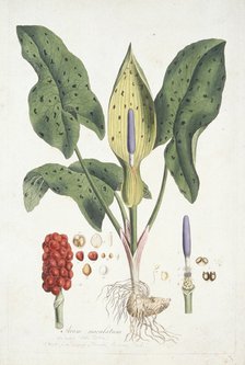 Arum Maculatum (Wild Arum), c1800-1810. Creator: Unknown.