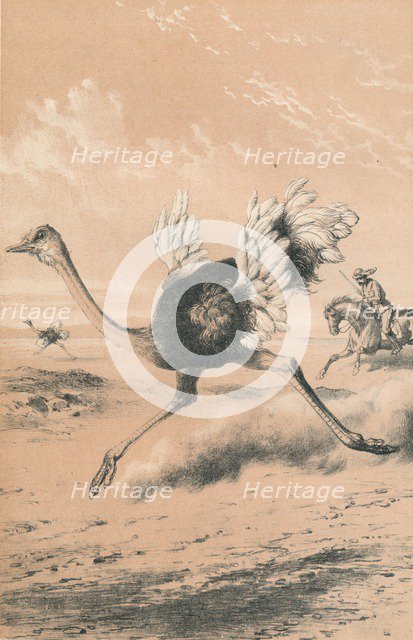 'Chasing the Ostrich', c1880. Artist: Unknown.