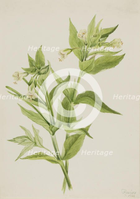Yellow Willow-Weed (Epilobium lutem), 1906. Creator: Mary Vaux Walcott.
