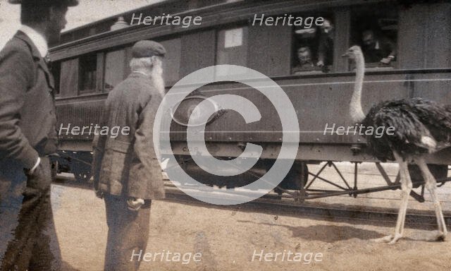 South Africa: two men and an ostrich beside a railway carriage, 1905. Creator: Miss Stower.