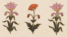 Pink lilies and red poppy motif, Folio from the Small Clive Album, Dated 1674-1675. Creator: Unknown.