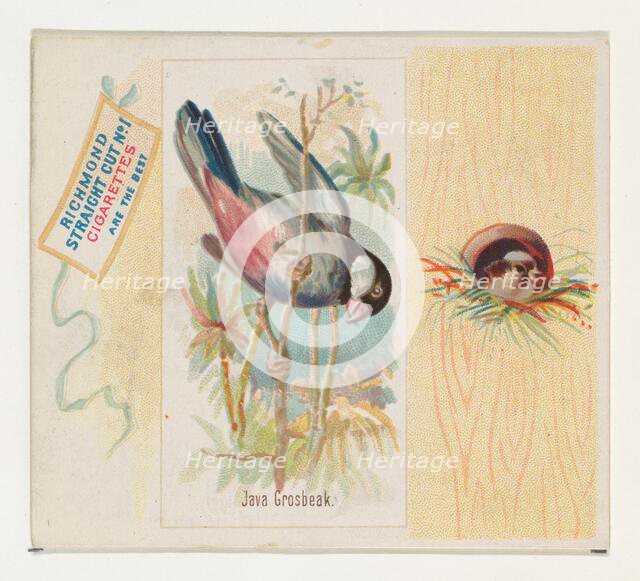 Java Grosbeak, from the Song Birds of the World series (N42) for Allen & Ginter Cigarettes..., 1890. Creator: Allen & Ginter.