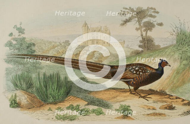 Pheasant, 1856. Creator: Edouard Travies.