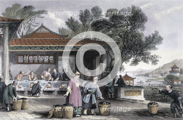 'The Culture and Preparation of Tea', China, 1843. Artist: Thomas Allom