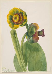 Untitled--Flower Study, 1939. Creator: Mary Vaux Walcott.