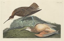 Esquimaux Curlew, 1834. Creator: Robert Havell.