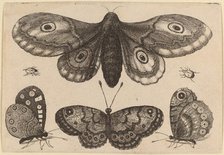 Moth, Three Butterflies, and Two Beetles, 1646. Creator: Wenceslaus Hollar.