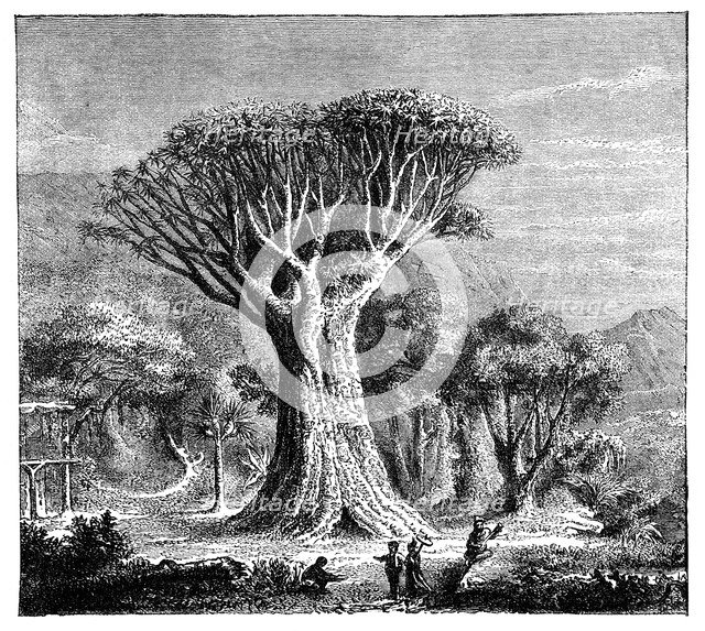 Dracona of Icod, Tenerife, Spain, c1900s. Artist: Unknown