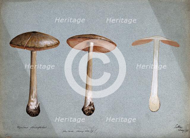 A fungus (Agaricus gloiocephalus): three fruiting bodies, 1898. Creator: Unknown.