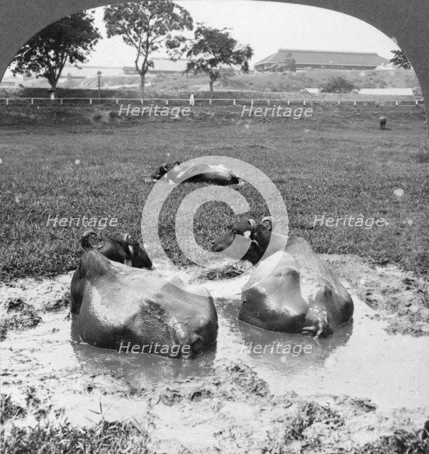 Buffalo 'wallow', Burma, 1908. Artist: Stereo Travel Co
